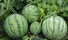 红料吃瓜爆料最新进展视频,最新进展视频深度解析